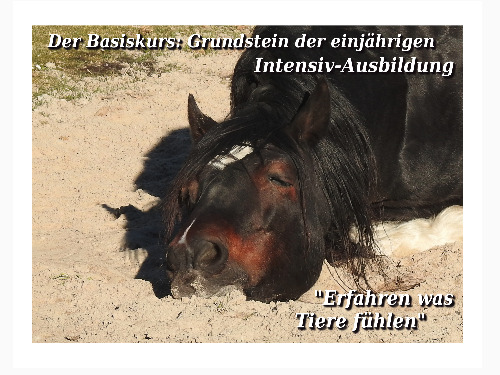 Tierkommunikation Basis-Kurs 20/21 März 2021 - auf Triviar