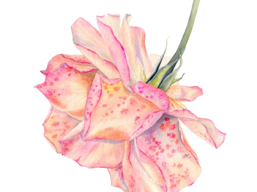 Aquarellrose für Fortgeschrittene - auf Triviar