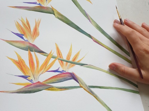 Strelitzien mit Aquarellfarben - auf Triviar