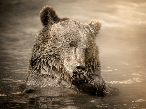 Fotografie von Wildtieren - auf Triviar