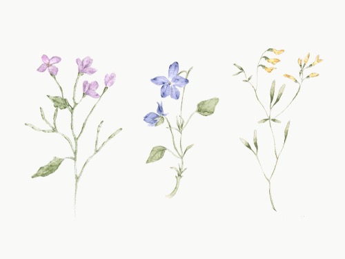 Livestream - Botanische Illustration - auf Triviar