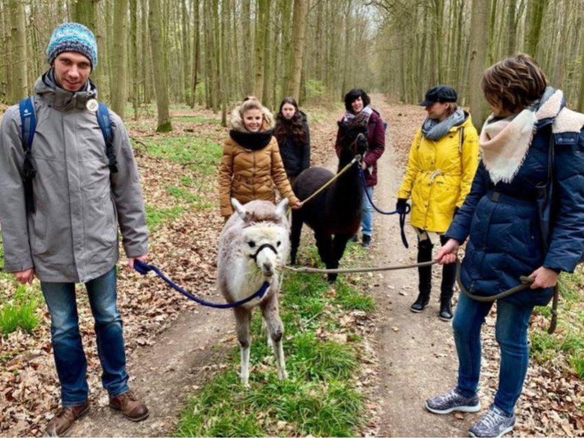 Alpaka Wanderung nahe Lübeck - Natur erleben