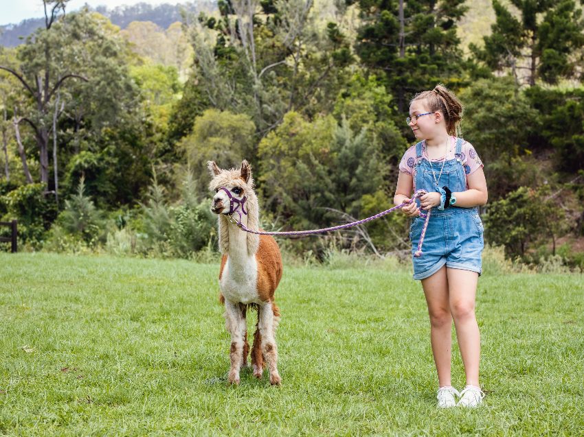 Alpaka Wanderung nahe Rostock - Natur erleben