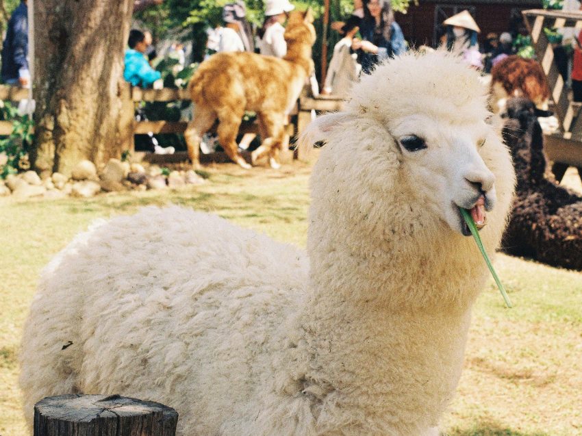Alpaka Wanderung in Salzburg - Natur erleben