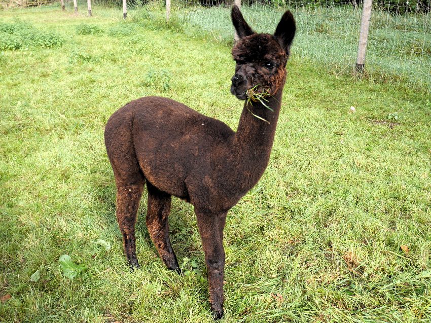 Alpaka Wanderung nahe Bielefeld - Natur erleben