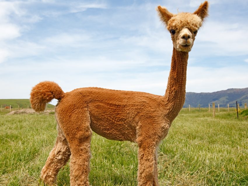 Alpaka Wanderung nahe Wien - Natur erleben