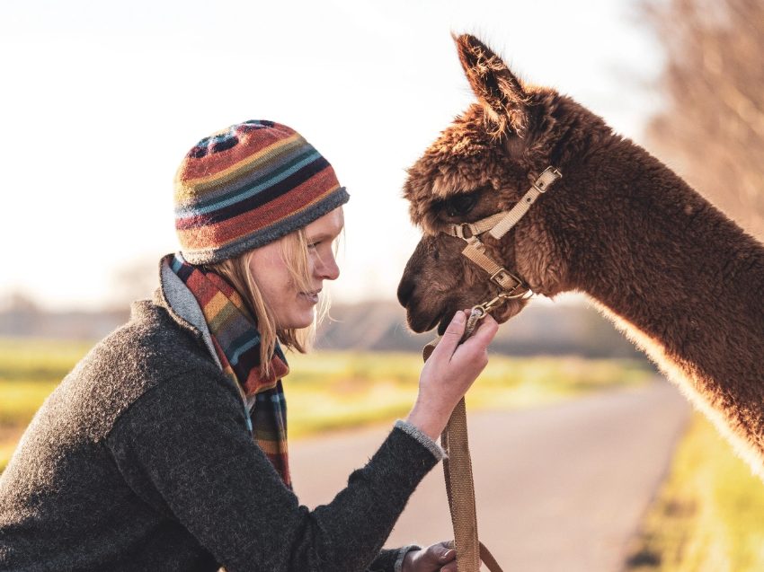 Alpaka Wanderung nahe Münster - Die Familienwanderung