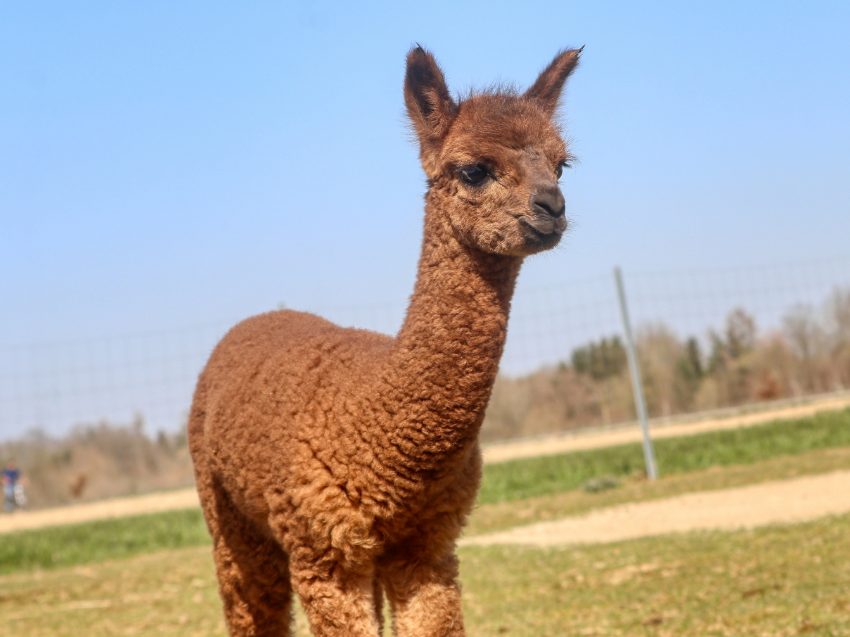 Alpaka Wanderung